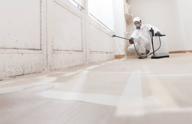 Black mold remediation team in Olivia