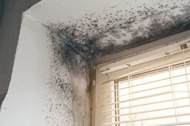 Mold Removal service in Olivia